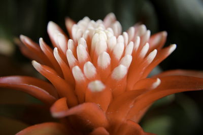 Close-up of flowers blooming outdoors