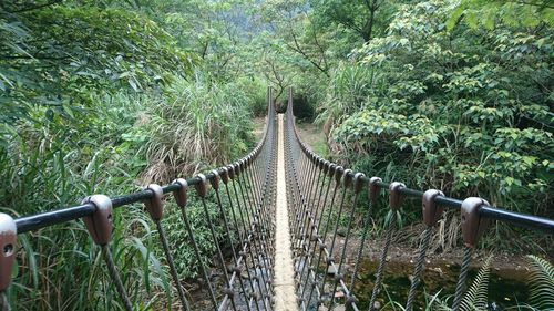 View of footbridge in forest