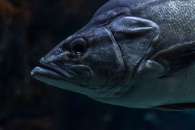 Close-up portrait of fish swimming in aquarium
