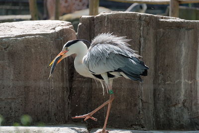 Close-up of bird