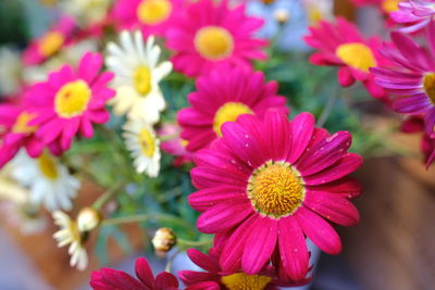 Close-up of pink flowering plants