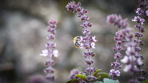 Honey bee on purple flowers