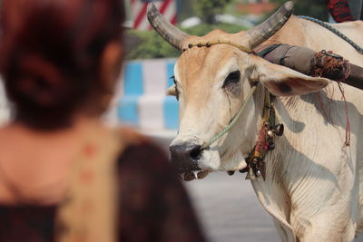 Close-up of bullock cart