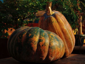 Close-up of pumpkin growing outdoors