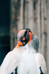 Close-up of a bird