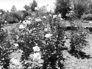 Close-up of flowering plants on field