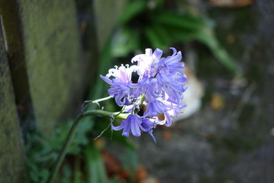 Close-up of purple flowering plant