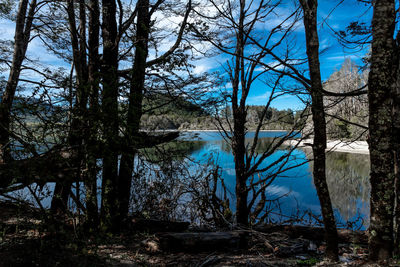 Trees by lake in forest against sky