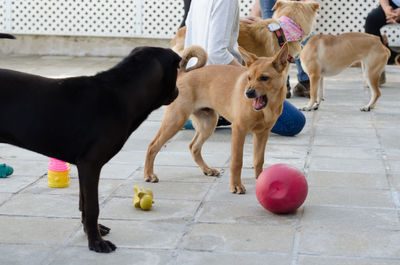 Dog with dogs