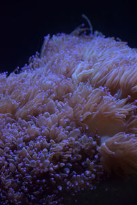 Close-up of coral in sea