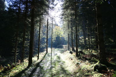 Trees growing in forest