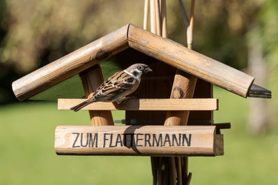 View of bird perching on wood