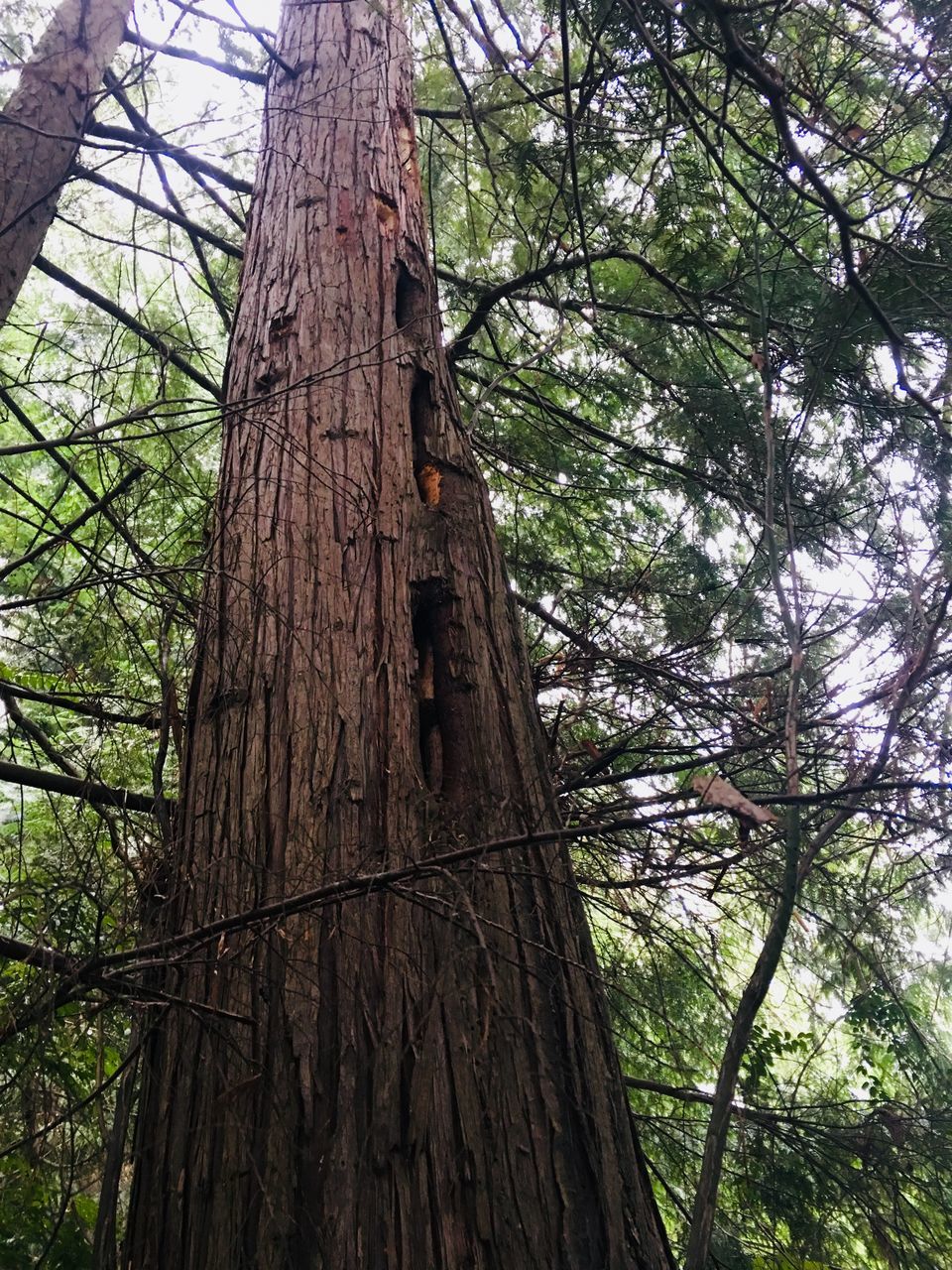 tree trunk, tree, forest, nature, day, low angle view, branch, no people, growth, outdoors, tranquility, beauty in nature, close-up, sky