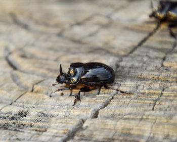 Close-up of insect on wood