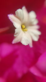 Close-up of pink flower