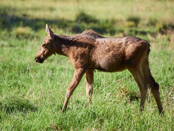 Young moose on grass