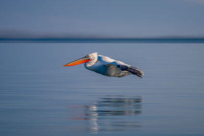 Close-up of pelican