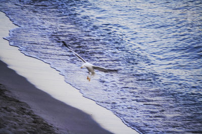 High angle view of bird flying over sea