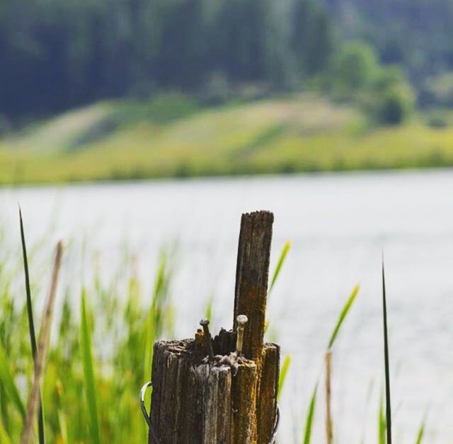 focus on foreground, wood - material, wooden post, selective focus, close-up, wooden, nature, wood, grass, tranquility, log, outdoors, day, tranquil scene, beauty in nature, field, landscape, no people, lake, plank