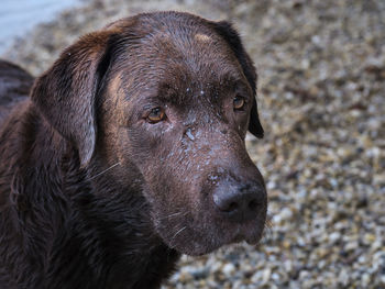 Close-up of dog
