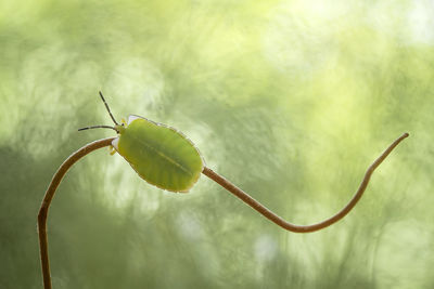 Shield bug on unique tendril