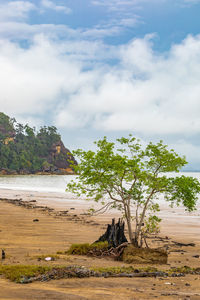 Tree by sea against sky