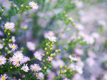 Close-up of white flowering plant