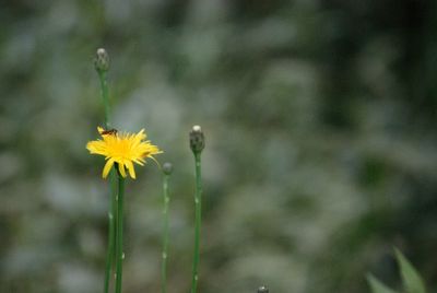 Close-up of yellow flowering plant