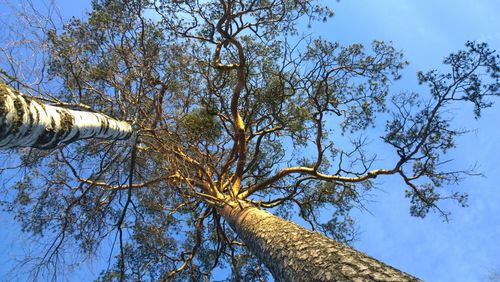 Low angle view of tree against blue sky