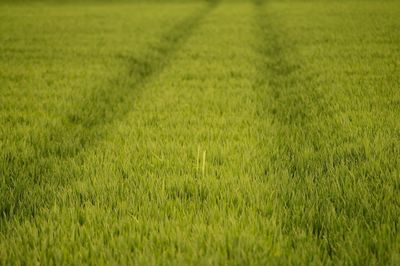 Full frame shot of green field 