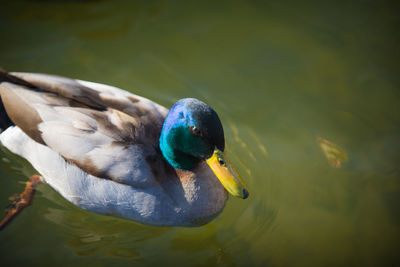 Close-up of a duck in a lake