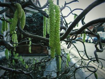 Close-up of plants