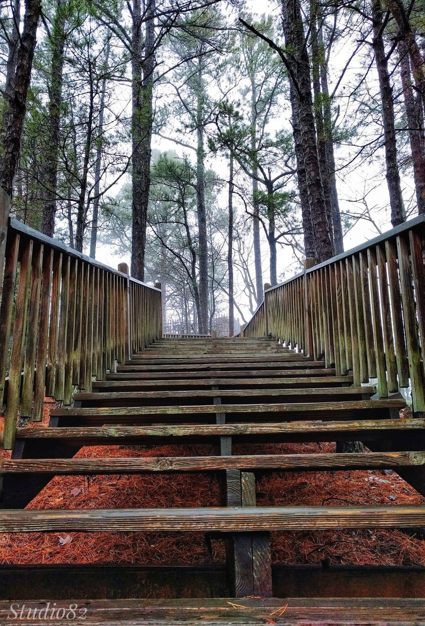 LOW ANGLE VIEW OF STAIRCASE AMIDST TREES