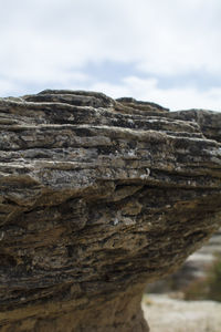 Close-up of tree trunk against sky