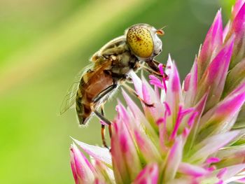 Close-up of bee pollinating on pink flower