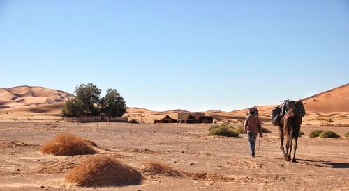 Rear view of man with camel walking in erg chebbi desert against clear sky