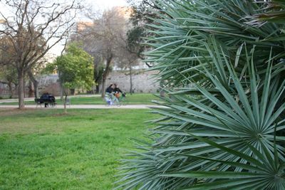 Trees growing in park