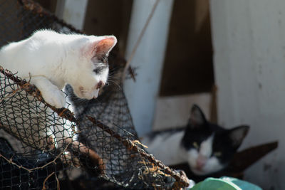 A white stray cat observing the place. cute, sick feline. wild life.