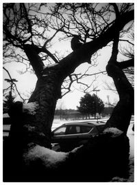 Bare tree by car against sky