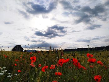 Red poppies on field against sky