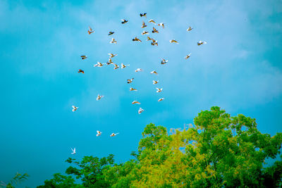 Low angle view of birds flying in sky