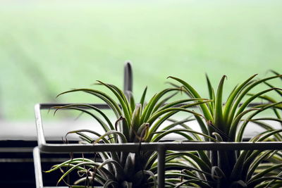 Close-up of potted plant