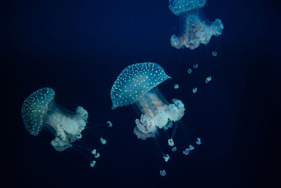 Close-up of jellyfish swimming in sea