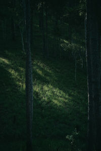 Scenic view of forest