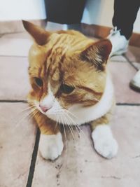 Close-up of cat relaxing on floor