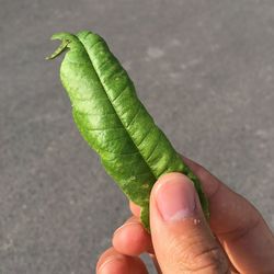 Close-up of cropped hand holding leaf