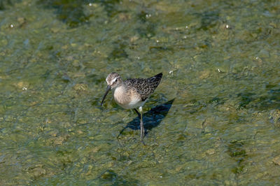 High angle view of bird perching on a lake