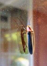 Close-up of insect in water