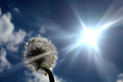 Low angle view of flower against sky