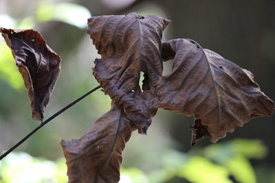 Close-up of dry leaves on plant during autumn